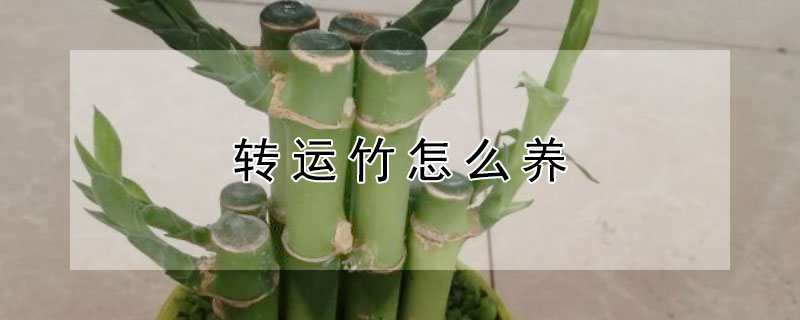 转运竹怎么养（富贵竹转运竹怎么养）