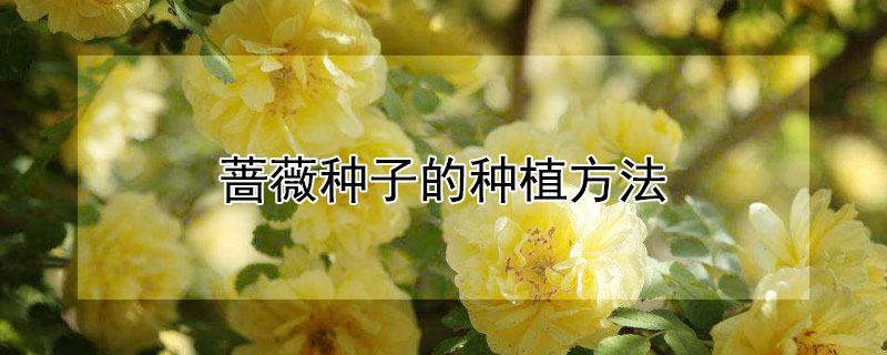 蔷薇种子的种植方法（蔷薇种子的种植方法和时间）
