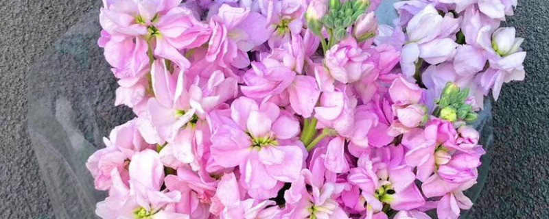 紫罗兰花束养护方法（紫罗兰花花束图片）