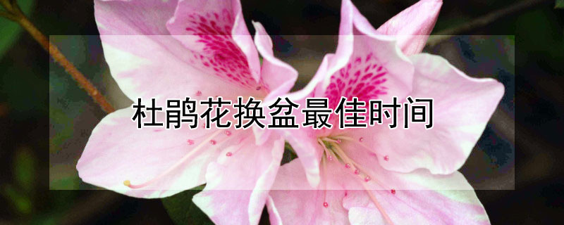杜鹃花换盆最佳时间 杜鹃花换盆最佳时间是几月