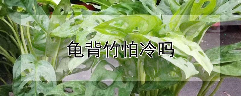 龟背竹怕冷吗 龟背竹放客厅大忌