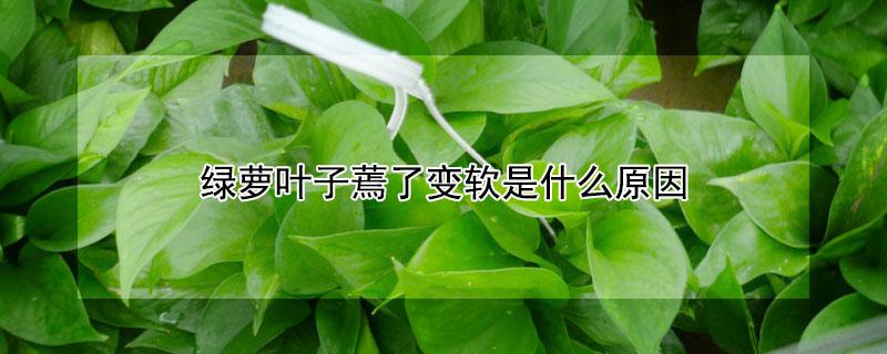 绿萝叶子蔫了变软是什么原因（绿萝叶子蔫了变软怎么办）