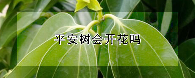 平安树会开花吗 平安树会开花吗开的花是什么样子