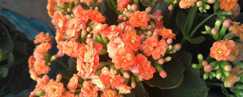 长寿花春天怎么养 长寿花春天怎么养护和浇水
