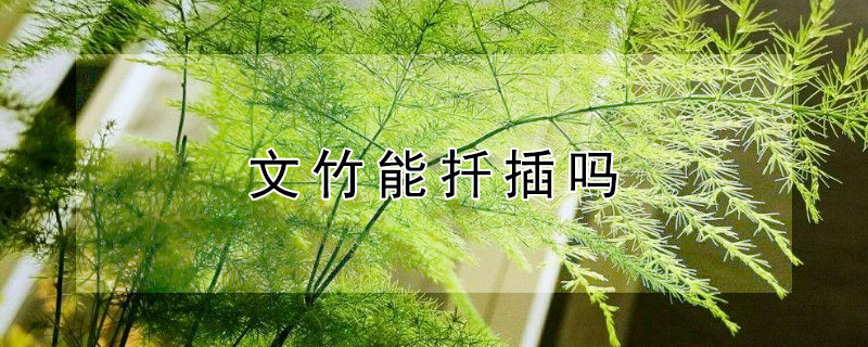 文竹能扦插吗 文竹能扦插吗图解
