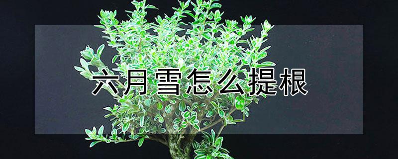 六月雪怎么提根（六月雪提根方法视频）