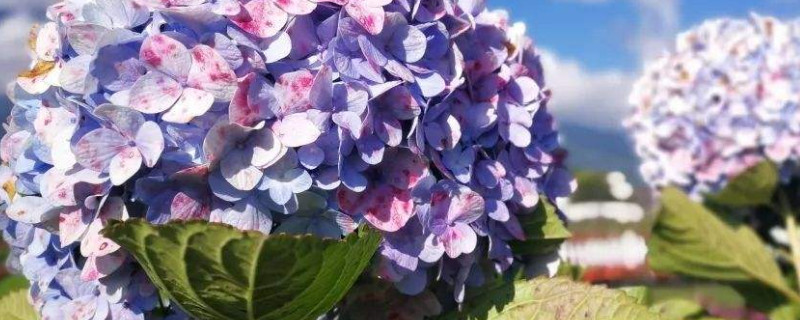 绣球花夏天怎么浇水 绣球花夏天怎么浇水会被怕太阳么
