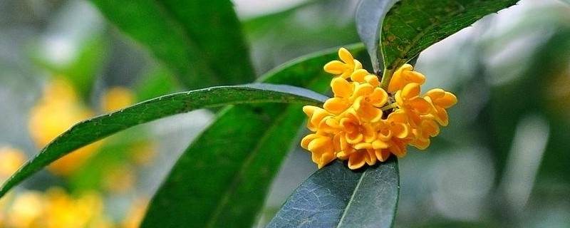 桂花什么季节开花 桂花什么季节开花的?