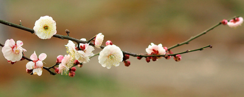 梅花死枝原因（梅花死枝原因是什么）
