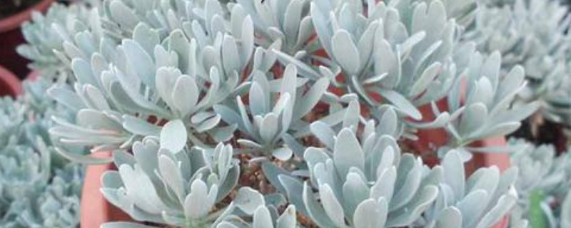 芙蓉菊的养殖方法和注意事项（芙蓉菊的养殖方法和注意事项视频）