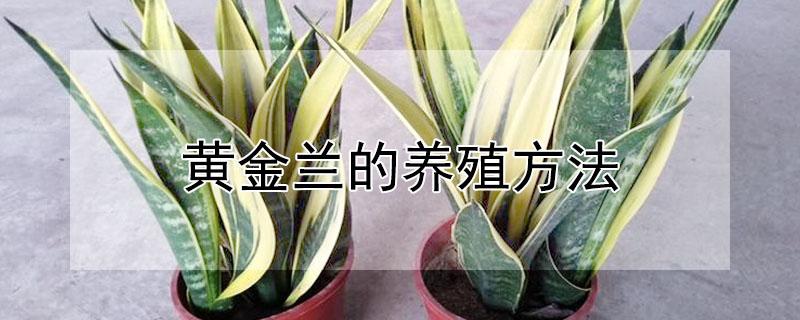 黄金兰的养殖方法（黄金兰的养殖方法视频）