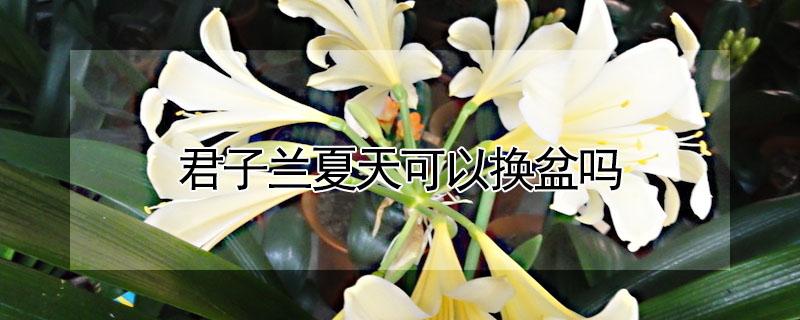 君子兰夏天可以换盆吗（君子兰夏天可以移栽吗）