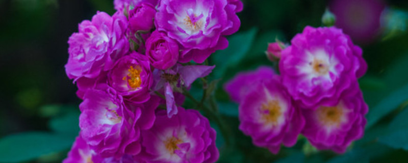蔷薇花怎么浇水（蔷薇花怎么浇水 蔷薇花浇水方法）