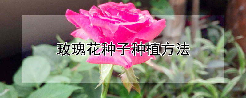 玫瑰花种子种植方法 玫瑰花种子种植方法视频