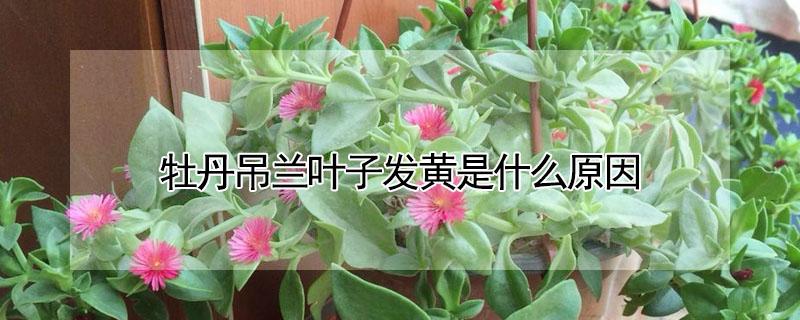 牡丹吊兰叶子发黄是什么原因 牡丹吊兰叶子发黄是什么原因造成的