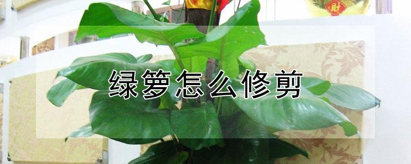 绿箩怎么修剪 绿箩怎么修剪长得快
