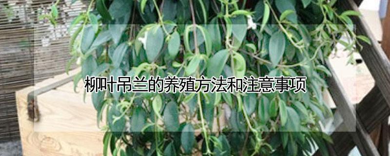 柳叶吊兰的养殖方法和注意事项 柳叶吊兰的养殖方法和注意事项有哪些