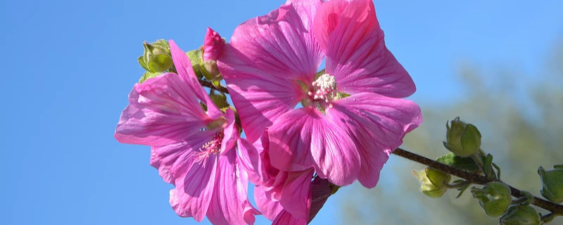 芙蓉花叶子发白怎么回事 芙蓉花叶子发白怎么回事啊
