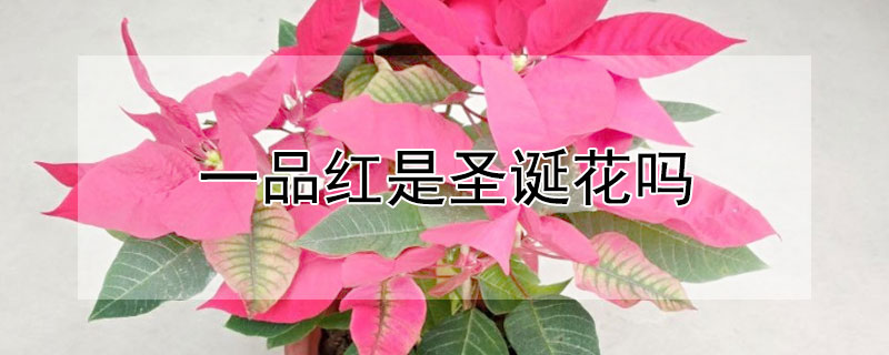 一品红是圣诞花吗（一品红是一年生花卉吗）