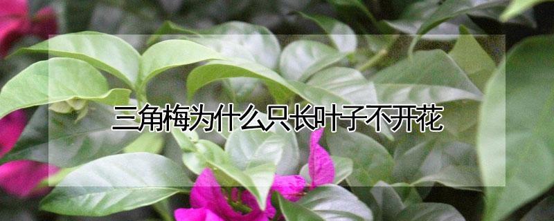 三角梅为什么只长叶子不开花 三角梅为什么只长叶子不开花?