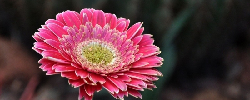 菊花栽培养殖方法 菊花栽培养殖方法有哪些