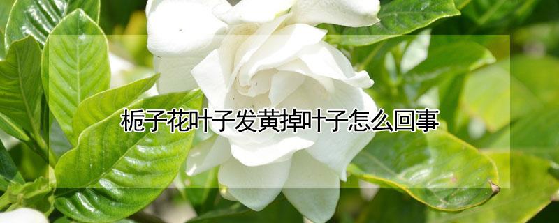 栀子花叶子发黄掉叶子怎么回事（栀子花黄叶掉叶怎么办）