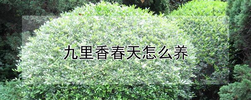 九里香春天怎么养 九里香春天怎么施肥