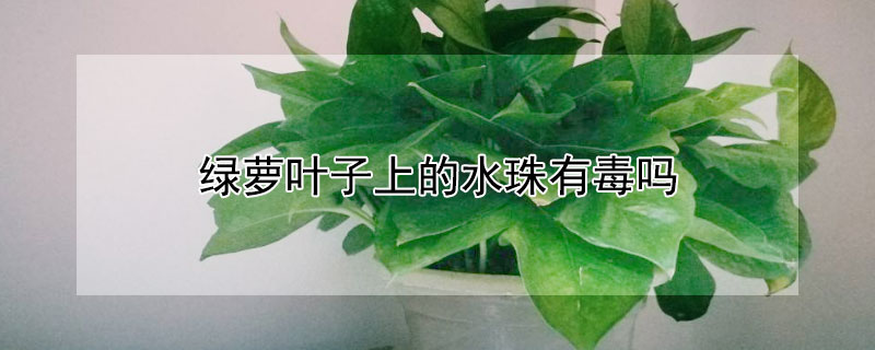 绿萝叶子上的水珠有毒吗（绿萝叶子上的水珠有毒吗图片）