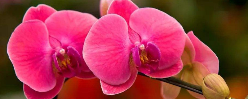 蝴蝶兰怎么修剪才能开第二次花（蝴蝶兰怎样修剪开花）