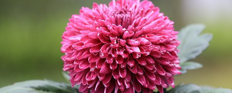 菊花分株好还是扦插好（菊花分株好还是扦插好养）