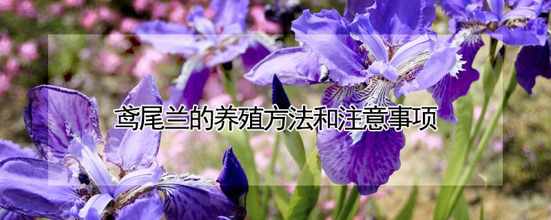 鸢尾兰的养殖方法和注意事项 鸢尾兰的养殖方法和注意事项图片