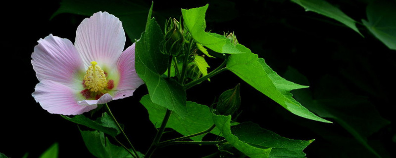 盆栽木芙蓉多高打顶 木芙蓉栽植技术