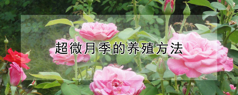 超微月季的养殖方法 超微月季有哪些品种