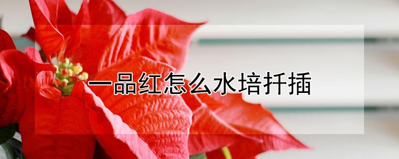 一品红怎么水培扦插 一品红可以水培吗