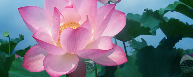 水养荷花为什么不开花 水养荷花为什么烂叶子