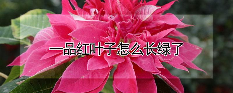一品红叶子怎么长绿了（一品红叶子怎么长绿了呢）