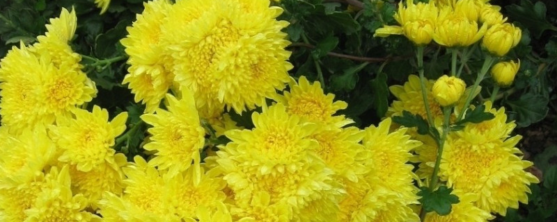 菊花怎样晒干还是烘干 菊花怎样晒干还是烘干呢