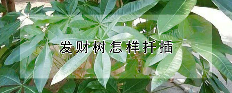 发财树怎样扦插 发财树怎样扦插视频教程