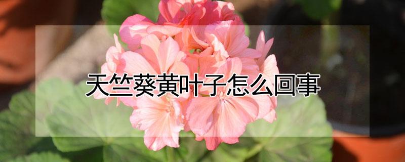 天竺葵黄叶子怎么回事（天竺葵黄叶子怎么回事图片）