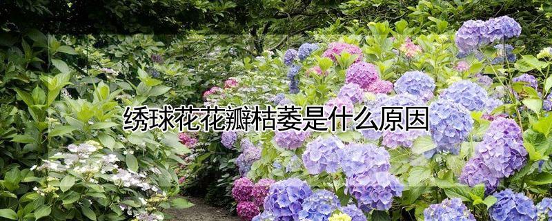绣球花花瓣枯萎是什么原因 绣球花瓣干了什么原因
