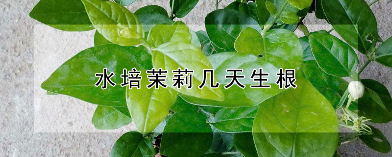 水培茉莉几天生根（水培茉莉花期）