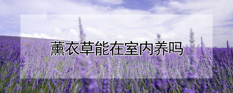 薰衣草能在室内养吗 薰衣草能在室内养吗风水好吗
