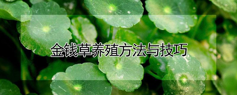 金钱草养殖方法与技巧（金钱草的养殖方法）