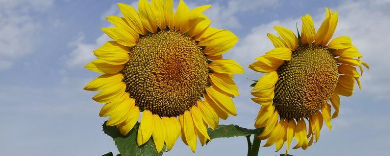 葵花籽怎么种植方法（葵花籽怎么种植方法图解）