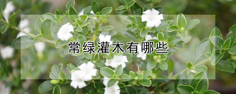 常绿灌木有哪些（常绿灌木有哪些树）
