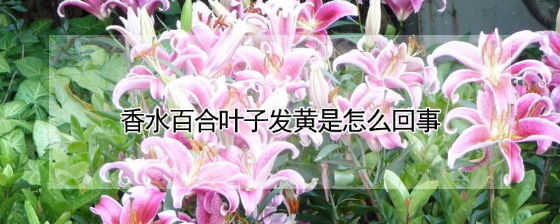 香水百合叶子发黄是怎么回事（香水百合叶子发黄是怎么回事儿）