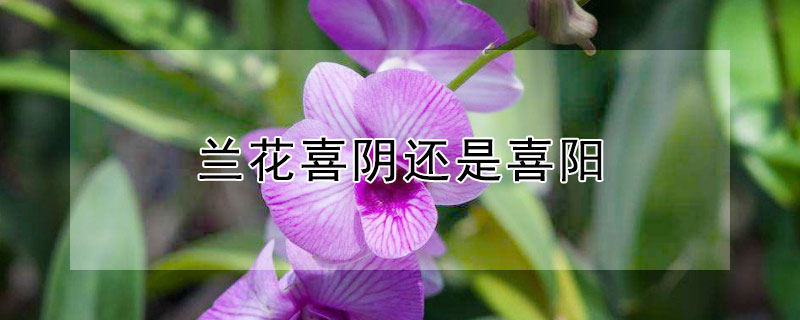兰花喜阴还是喜阳（兰花喜阴还是喜阳怎么叫散光）