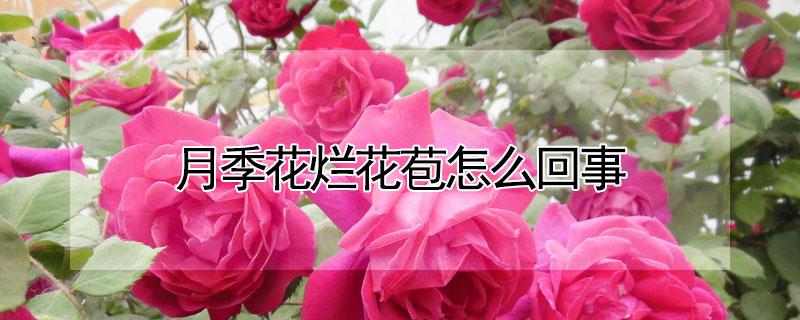 月季花烂花苞怎么回事（月季花朵烂掉怎么了）
