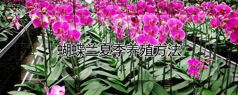 蝴蝶兰夏季养殖方法（蝴蝶兰夏季养殖方法视频）