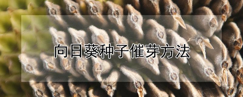 向日葵种子催芽方法 向日葵种子催芽方法视频